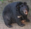 Asian black bear (Ursus thibetanus)