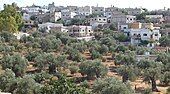 Olive farms in a village in Ajloun