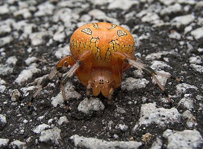 Araneus marmoreus, by Blaise Frazier