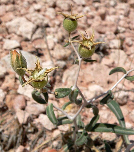 File:Mentzelia polita 2.jpg