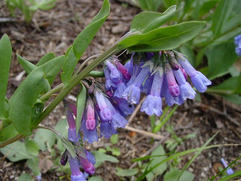 File:Mertensiaoblongifolia.JPG