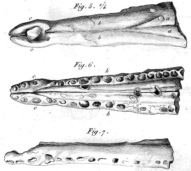 File:Metriorhynchus brevirostris.jpg