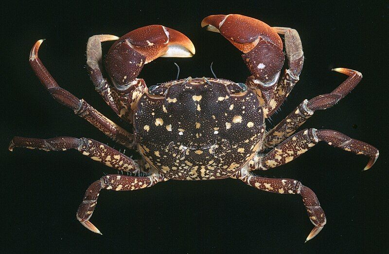 File:Mottled-shore-crab-paragrapsus-laevis-dorsal-view-389834-large.jpg