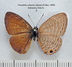 Museum specimen