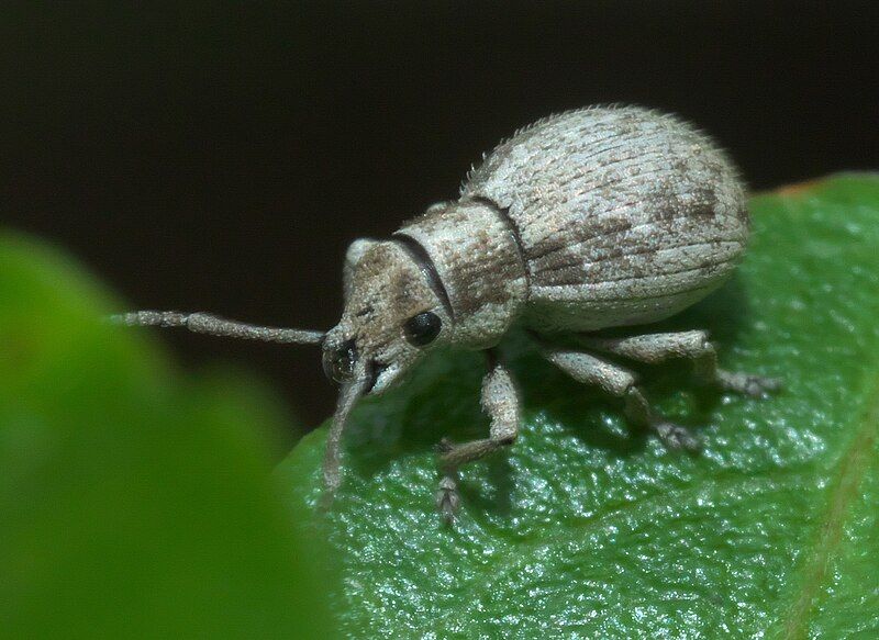 File:Neoptochus adspersus P1010105a.jpg