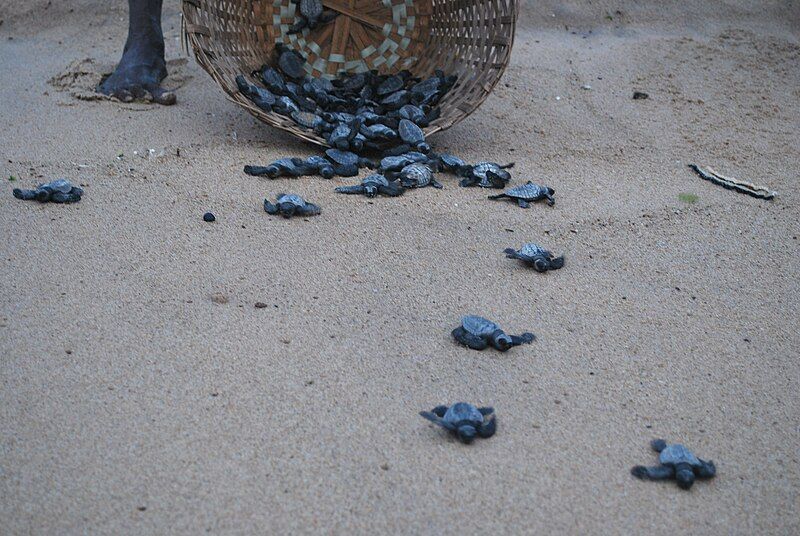 File:Olive Ridley turtles.jpg