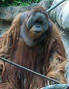 Orangutan