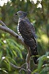 Pacific baza