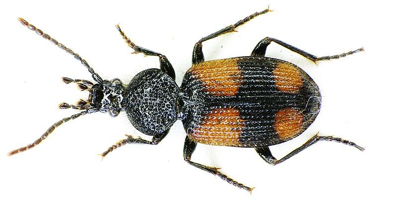 File:Panagaeus bipustulatus bl.jpg