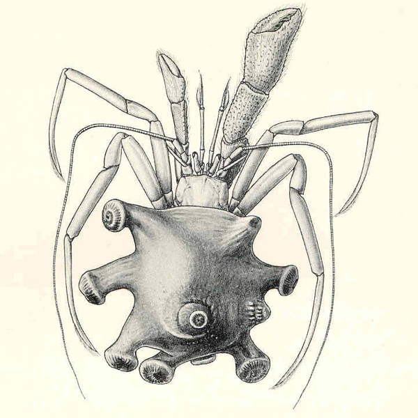 File:Parapagurus pilosimanus.png