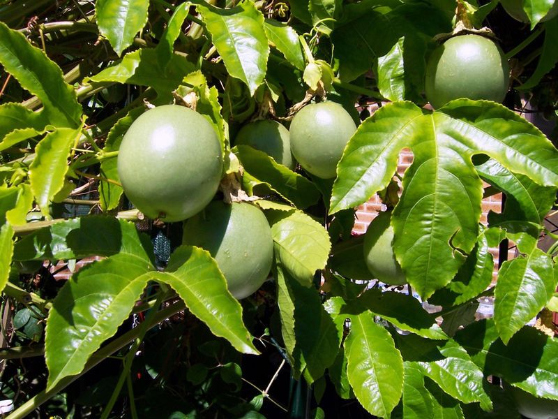 File:Passionfruitvine.jpg