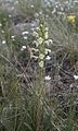 Parry's lousewort, ditto