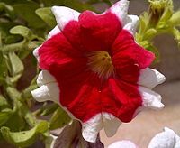 Petunia 'Hula Hoop Red'