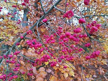 common spindle