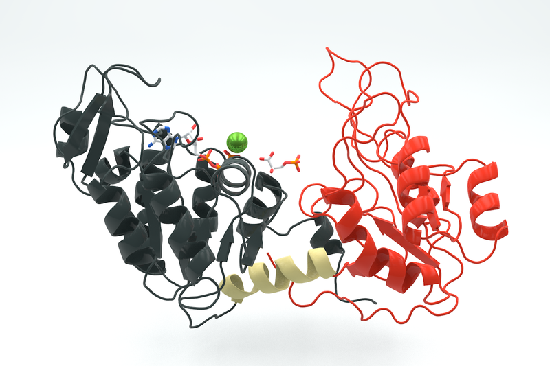 File:Phosphoglycerate kinase 3PGK.png