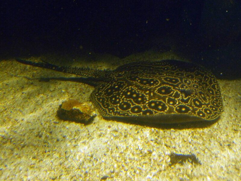 File:Potamotrygon jabuti1.jpg