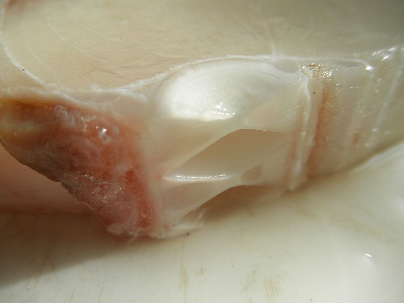 File:Prionace glauca cartilage.jpg