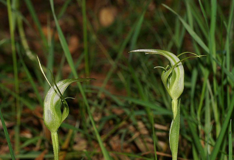 File:Pterostylis lustra.jpg