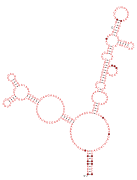 RAGATH-8 Secondary structure taken from the Rfam database. Family RF02687