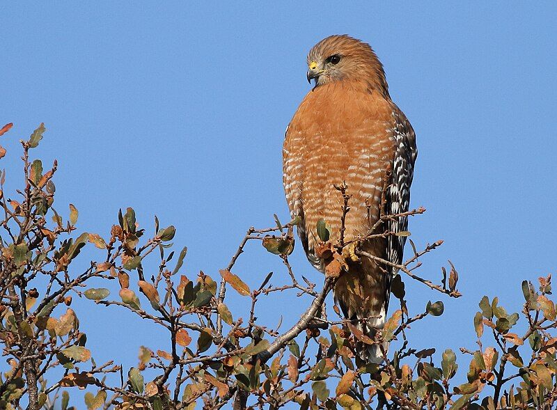 File:Red-shoulderedHawk-13DEC2017.jpg