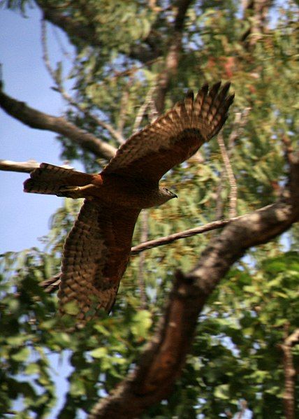 File:Red Goshawk.jpg