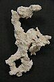 Rhizolith sample, Late Galasian Limestone ~1.5 MA, Rio Lagartos, Yucatán Peninsula