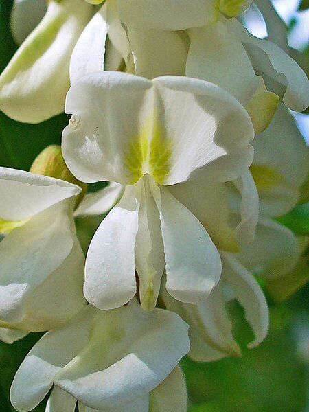 File:Robinia pseudoacacia 004.JPG