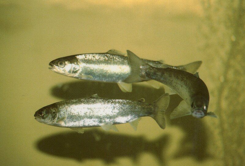 File:Salmo salar smolts.jpg