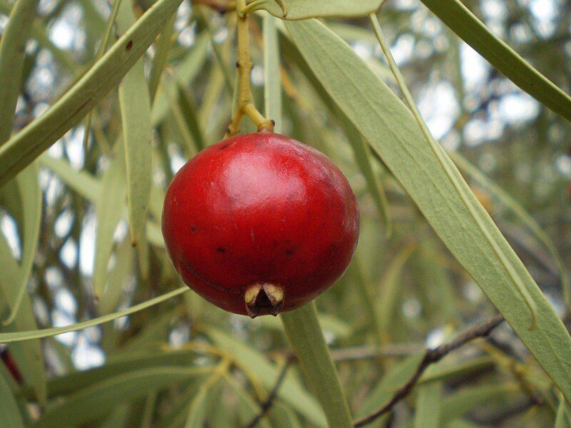 File:Santalum acuminatum fruit1.JPG