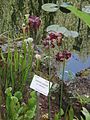 Sarracenia purpurea subsp. stolonifera