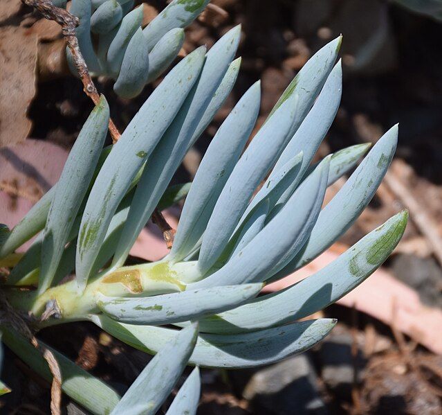 File:Senecio serpens 06.jpg