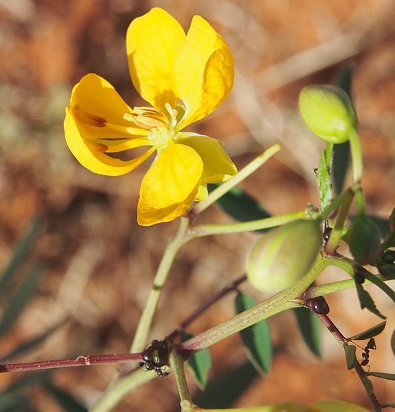 File:Senna planitiicola flower.jpg