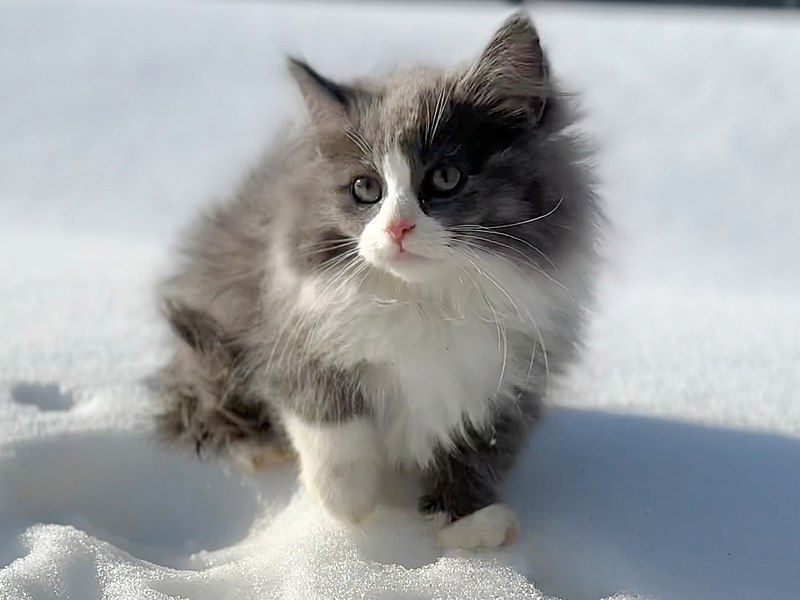 File:Siberian kitten (cropped).jpg