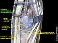 Anterior interosseous artery and nerve