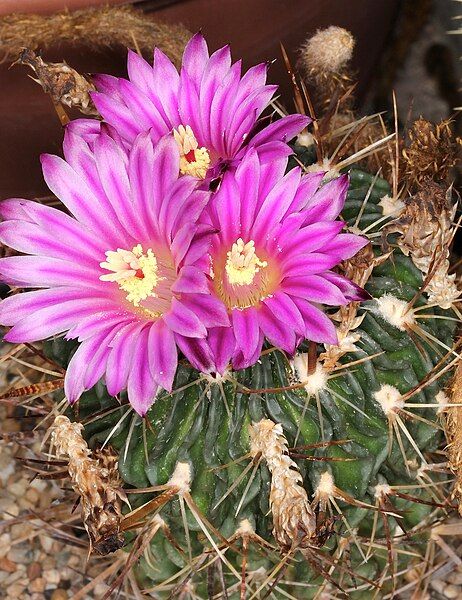 File:Stenocactus multicostatus pm.JPG