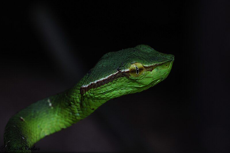 File:SulawesiPitViper.jpg