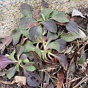 live leaves on the ground attached to central growing points in three clusters; green with red tinting; roundish, some with broadly serrated edges