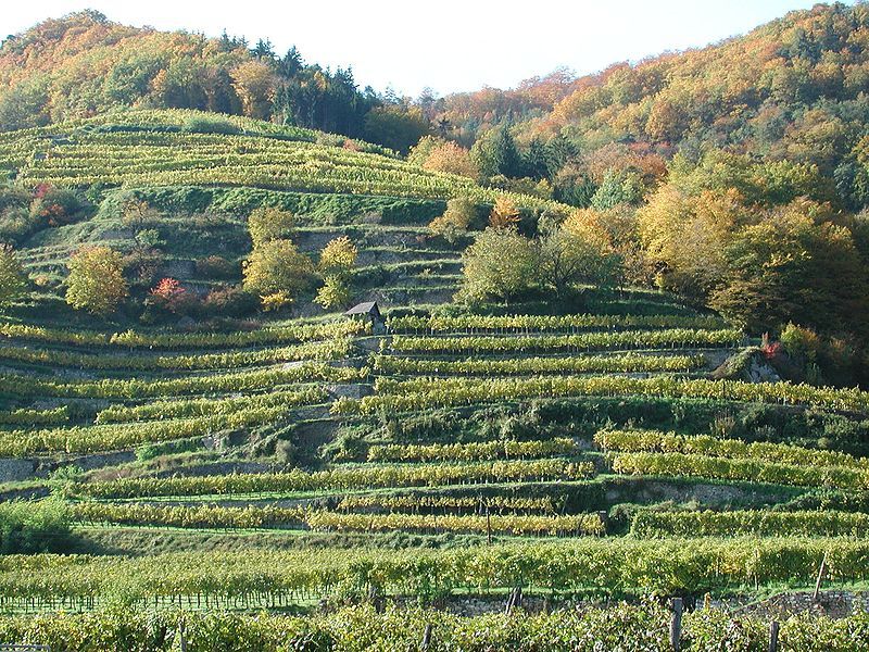 File:Terrassenweingaerten Wachau.jpg