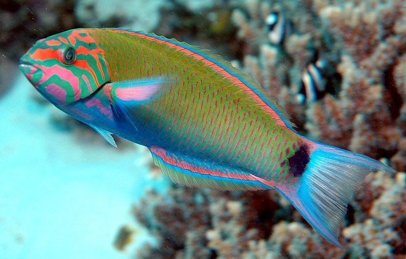 File:Thalassoma lunare.jpg