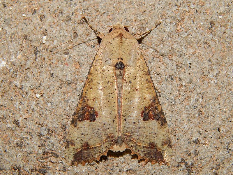 File:Tiracola aureata.jpg