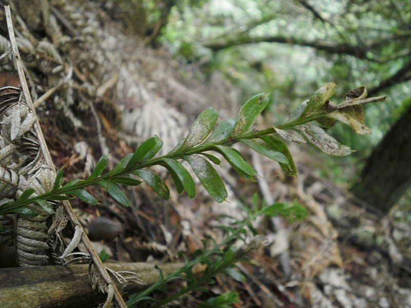 File:Tmesipteris tannensis 11.JPG