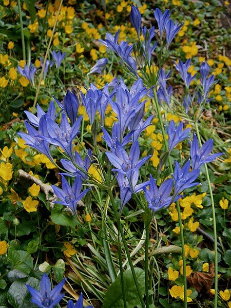 File:Triteleia Koningin Fabiola.jpg