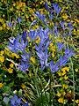 Triteleia laxa 'Koningin Fabiola'