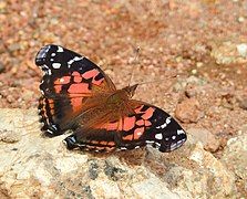 Vanessa myrinna, banded lady