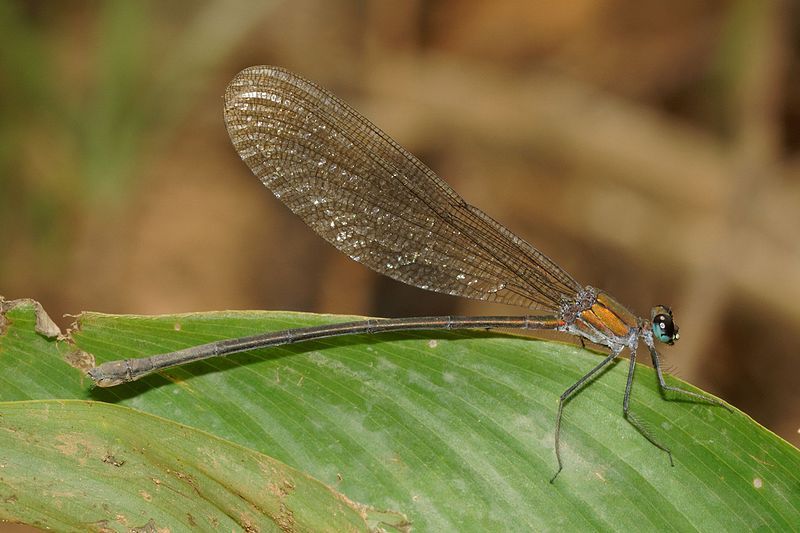 File:Vestalis submontana-Silent Valley-2016-08-14-001.jpg