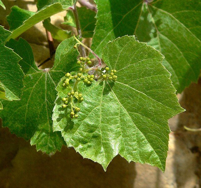 File:Vitis arizonica 2.jpg