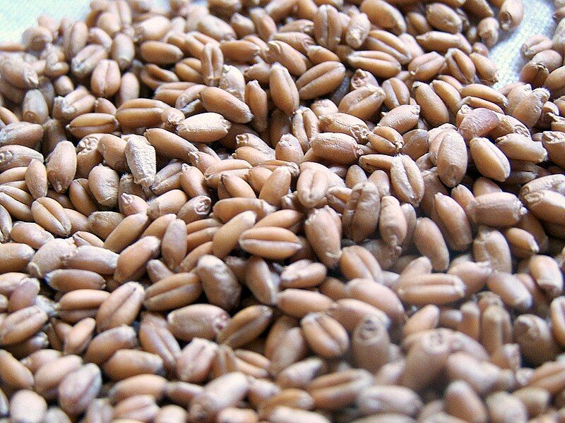 File:Wheatberries.jpg