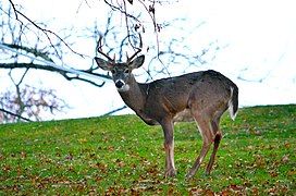 A buck at the park.