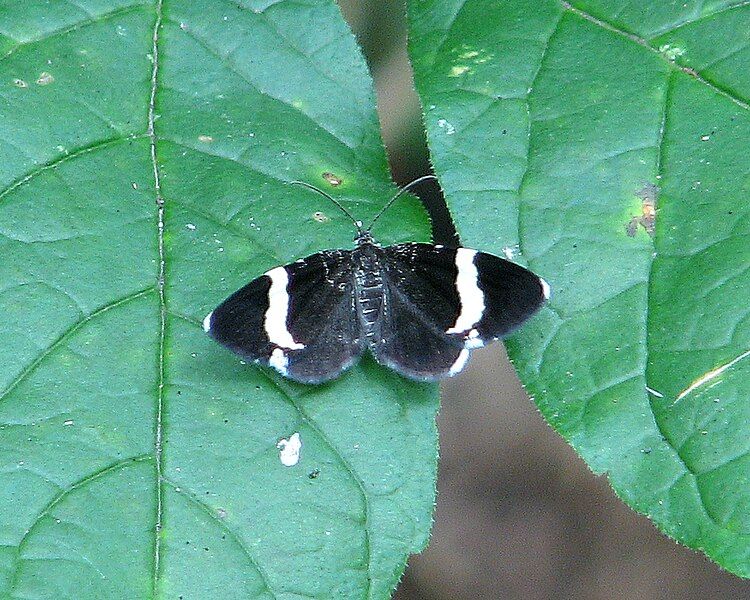 File:White-striped Black.jpg