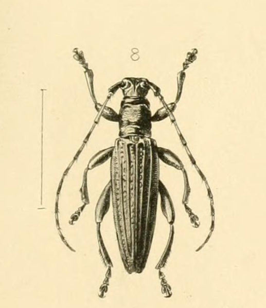 File:Xylotoles costatus Illustration.png